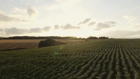 Stock Footage Wind Blowing Over Crops Live Wallpaper - Free Live Wallpaper