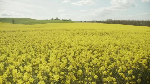 Stock Footage Wind Blowing Through A Crop Field Live Wallpaper - Free Live Wallpaper