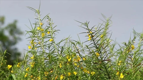Stock Footage Wildflowers With Yellow Petals Live Wallpaper - Free Live Wallpaper