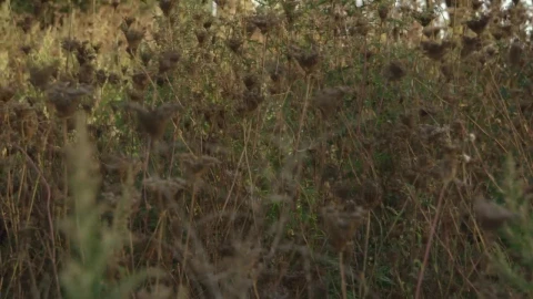 Stock Footage Wildflowers In The Autumn Live Wallpaper - Free Live Wallpaper