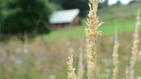 Stock Footage Wildflowers Growing In A Field Live Wallpaper - Free Live Wallpaper