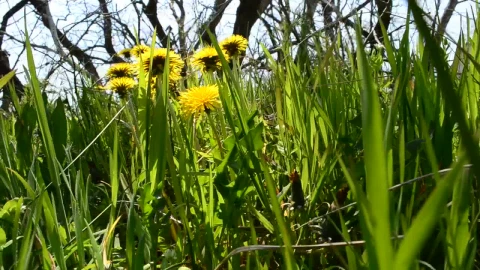 Stock Footage Wildflowers Growing Around Dead Trees Live Wallpaper - Free Live Wallpaper