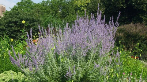 Stock Footage Wildflowers Covered In Working Bees Live Wallpaper - Free Live Wallpaper