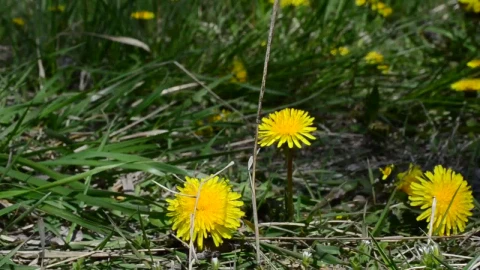 Stock Footage Wildflowers Across Dry Grass Live Wallpaper - Free Live Wallpaper
