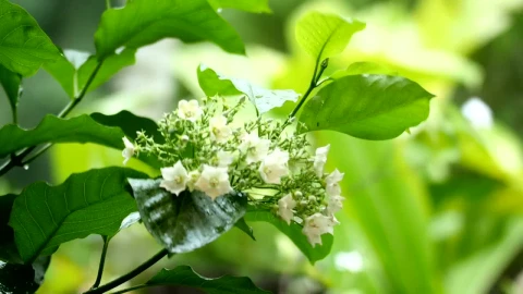Stock Footage Wildflowers After The Rain Live Wallpaper - Free Live Wallpaper