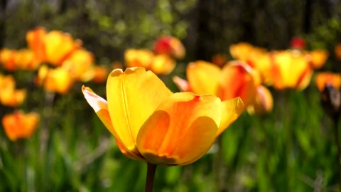 Stock Footage Wild Tulips Moving With The Wind Live Wallpaper - Free Live Wallpaper