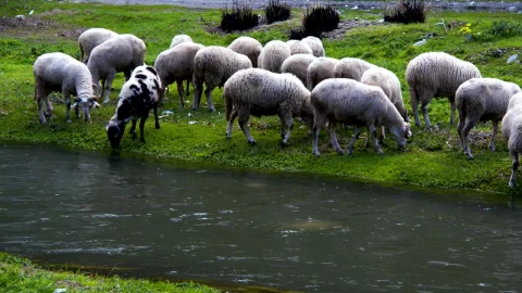 Stock Footage Wild Sheep Grazing By A River Live Wallpaper - Free Live Wallpaper
