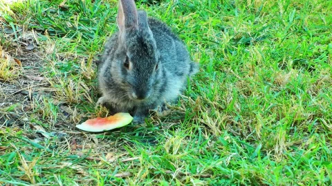 Stock Footage Wild Rabbit Eating Watermelon In The Grass Live Wallpaper - Free Live Wallpaper