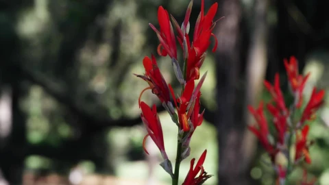 Stock Footage Wild Red Flowers Pan View Live Wallpaper - Free Live Wallpaper