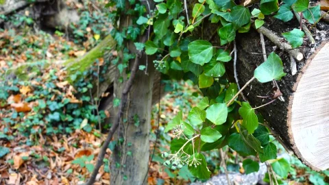 Stock Footage Wild Plants Growing On A Cut Tree Live Wallpaper - Free Live Wallpaper