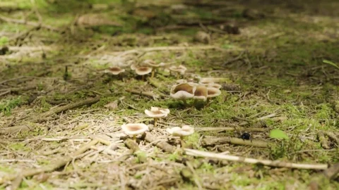 Stock Footage Wild Mushrooms On A Forest Floor Live Wallpaper - Free Live Wallpaper
