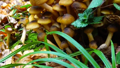 Stock Footage Wild Mushrooms Growing In The Forest Live Wallpaper - Free Live Wallpaper