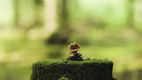 Stock Footage Wild Mushroom Growing From A Tree Live Wallpaper - Free Live Wallpaper