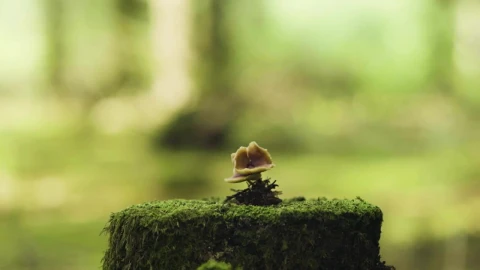 Stock Footage Wild Moss And Mushroom Live Wallpaper - Free Live Wallpaper