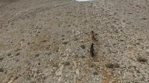 Stock Footage Wild Horses Running In The Rocky Mountain Live Wallpaper - Free Live Wallpaper