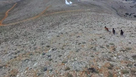 Stock Footage Wild Horses Running In The Plain Live Wallpaper - Free Live Wallpaper
