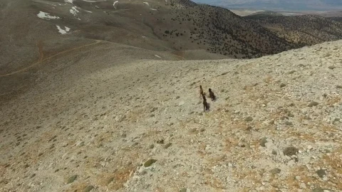 Stock Footage Wild Horses Running In The Mountains Live Wallpaper - Free Live Wallpaper