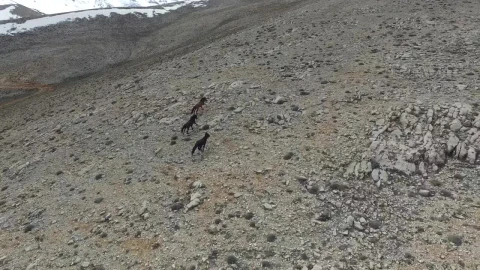 Stock Footage Wild Horses Running In A Rocky Valley Live Wallpaper - Free Live Wallpaper