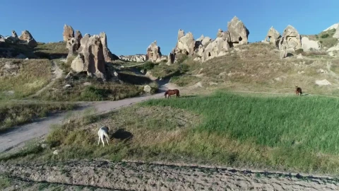 Stock Footage Wild Horses In The Mountains Live Wallpaper - Free Live Wallpaper