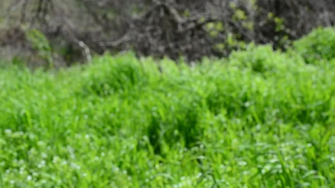 Stock Footage Wild Grass In The Spring Live Wallpaper - Free Live Wallpaper