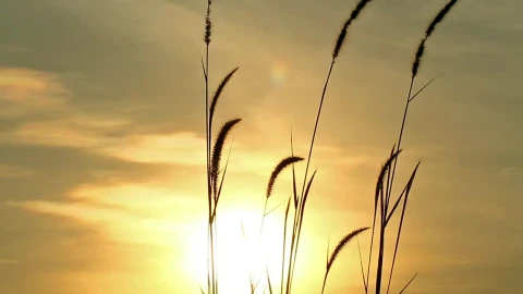 Stock Footage Wild Grass Swaying Against The Breeze Live Wallpaper - Free Live Wallpaper
