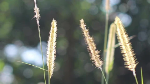 Stock Footage Wild Grass In The Breeze Live Wallpaper - Free Live Wallpaper