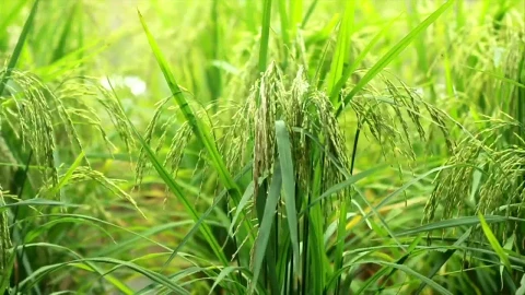 Stock Footage Wild Grass In A Meadow Live Wallpaper - Free Live Wallpaper