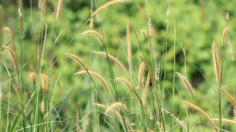 Stock Footage Wild Grass And Ferns Live Wallpaper - Free Live Wallpaper