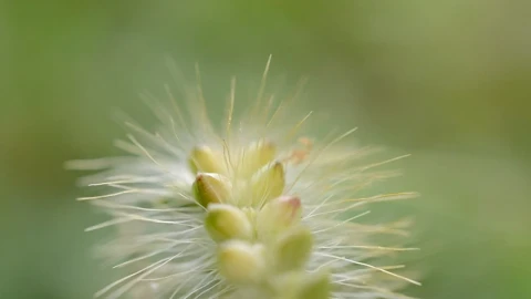 Stock Footage Wild Grass Closeup Live Wallpaper - Free Live Wallpaper