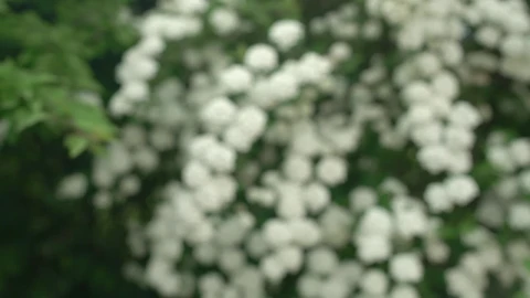 Stock Footage Wild Flowers Growing Live Wallpaper - Free Live Wallpaper