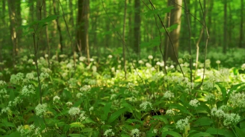 Stock Footage Wild Flowers Across The Forest Floor Live Wallpaper - Free Live Wallpaper