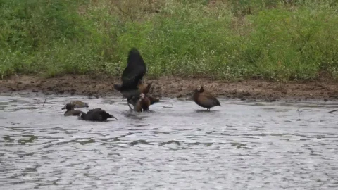Stock Footage Wild Ducks In A River Live Wallpaper - Free Live Wallpaper