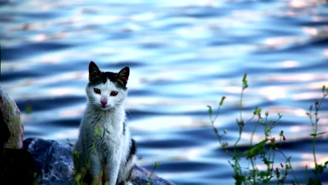 Stock Footage Wild Cat Standing By A River Live Wallpaper - Free Live Wallpaper