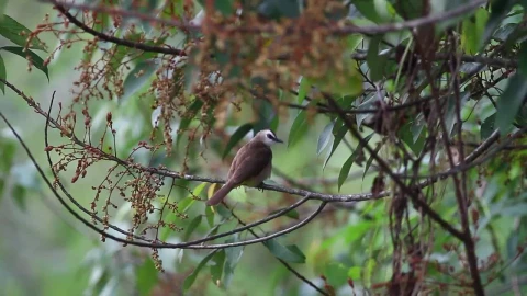 Stock Footage Wild Bird Flying Away Live Wallpaper - Free Live Wallpaper