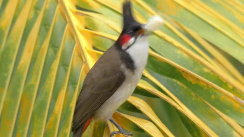 Stock Footage Wild Bird Eating Bread Live Wallpaper - Free Live Wallpaper