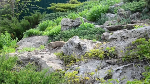 Stock Footage Wild Animal Digging In The Dirt Live Wallpaper - Free Live Wallpaper