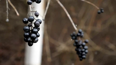 Stock Footage Wild Berries And Snow Live Wallpaper - Free Live Wallpaper