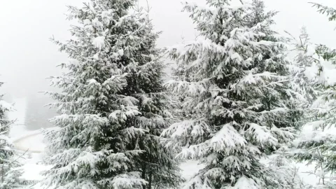 Stock Footage White Winter Forest Full Of Snow And Mug Live Wallpaper - Free Live Wallpaper