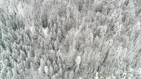 Stock Footage White Winter Forest Aerial View Live Wallpaper - Free Live Wallpaper
