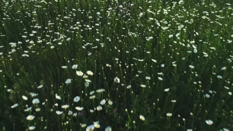 Stock Footage White Wildflowers Covering A Field Live Wallpaper - Free Live Wallpaper