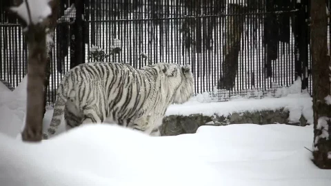 Stock Footage White Tiger Walking In The Snow Live Wallpaper - Free Live Wallpaper