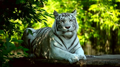 Stock Footage White Tiger Resting In The Woods Live Wallpaper - Free Live Wallpaper