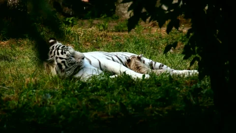 Stock Footage White Tiger Resting In Nature Live Wallpaper - Free Live Wallpaper