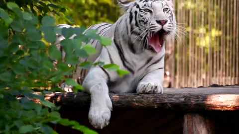 Stock Footage White Tiger Resting And Yawning Live Wallpaper - Free Live Wallpaper