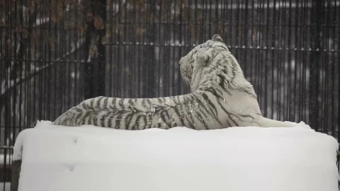 Stock Footage White Tiger Laying In The Snow Live Wallpaper - Free Live Wallpaper