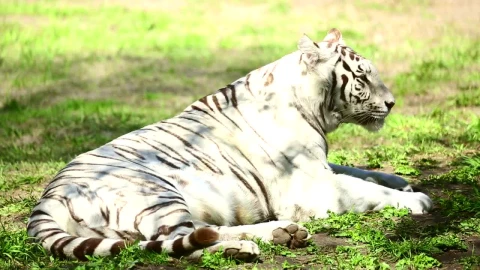 Stock Footage White Tiger Laying In The Grass Yawns Live Wallpaper - Free Live Wallpaper