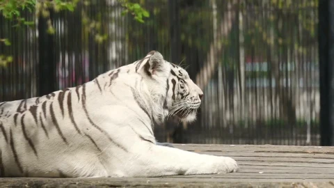 Stock Footage White Tiger Laying At The Zoo Live Wallpaper - Free Live Wallpaper