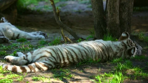 Stock Footage White Tiger Cubs Resting In The Woods Live Wallpaper - Free Live Wallpaper