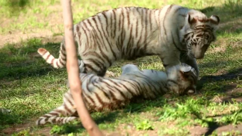 Stock Footage White Tiger Cubs Playing In The Grass Live Wallpaper - Free Live Wallpaper