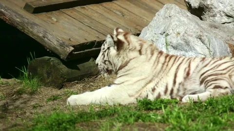 Stock Footage White Tiger Cub Resting On The Grass Live Wallpaper - Free Live Wallpaper